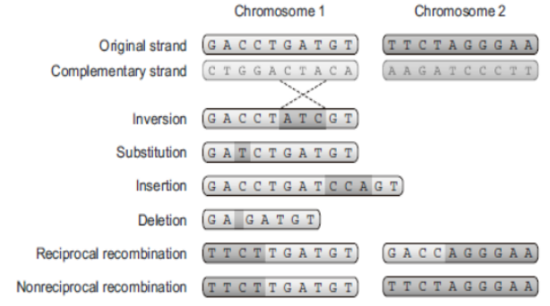 _images/ga_genetic2.png